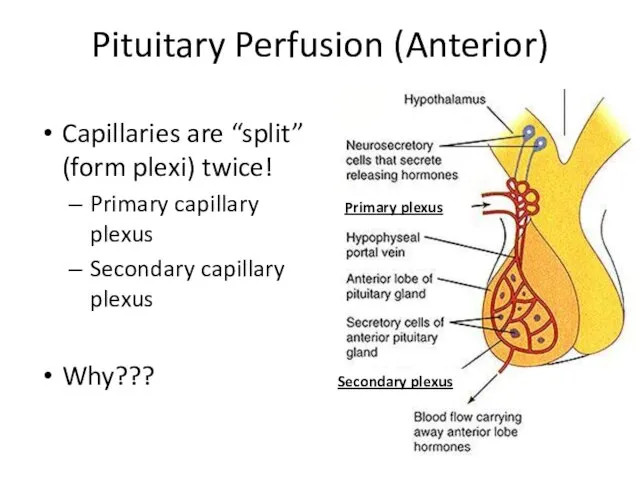 Pituitary Perfusion (Anterior) Capillaries are “split” (form plexi) twice! Primary capillary