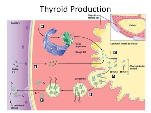 Thyroid Production