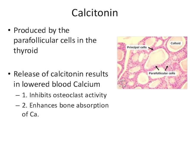 Calcitonin Produced by the parafollicular cells in the thyroid Release of