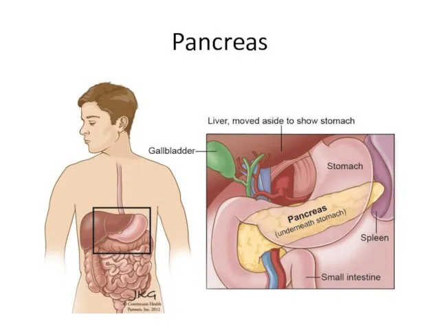 Pancreas