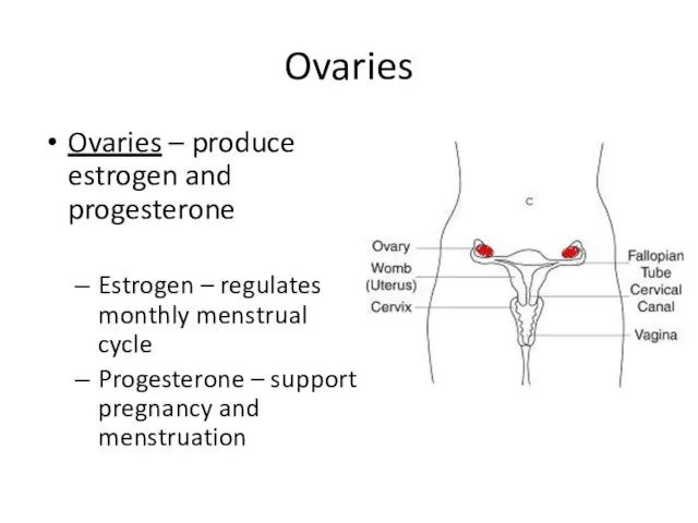 Ovaries Ovaries – produce estrogen and progesterone Estrogen – regulates monthly