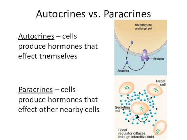 Autocrines vs. Paracrines Autocrines – cells produce hormones that effect themselves