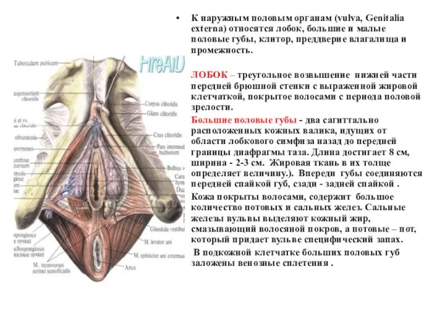 К наружным половым органам (vulva, Genitalia externa) относятся лобок, большие и