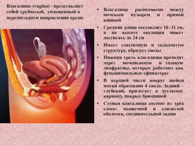 Влагалище (vagina) - представляет собой трубчатый, уплощенный в переднезаднем направлении орган.
