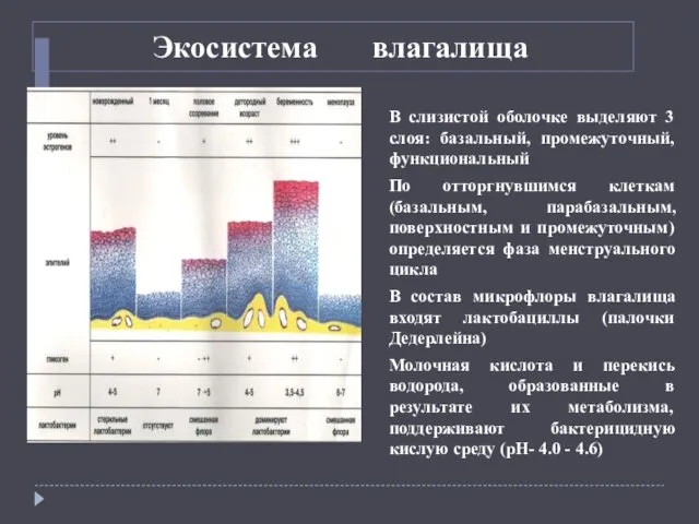 Экосистема влагалища В слизистой оболочке выделяют 3 слоя: базальный, промежуточный, функциональный