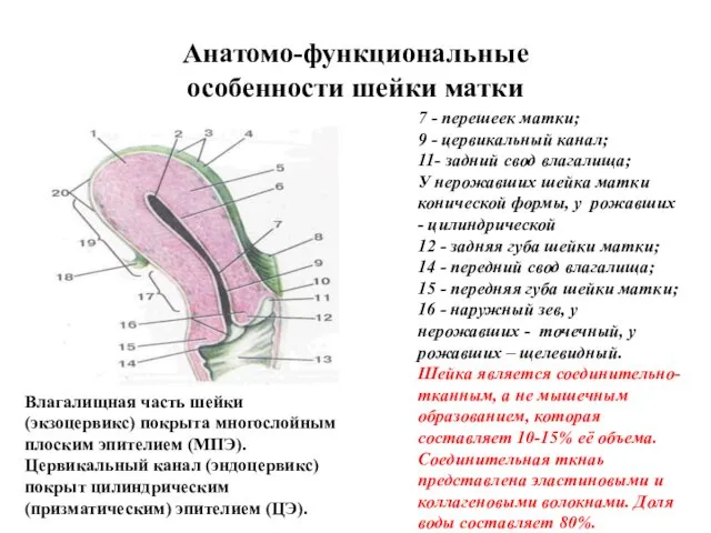 Анатомо-функциональные особенности шейки матки 7 - перешеек матки; 9 - цервикальный