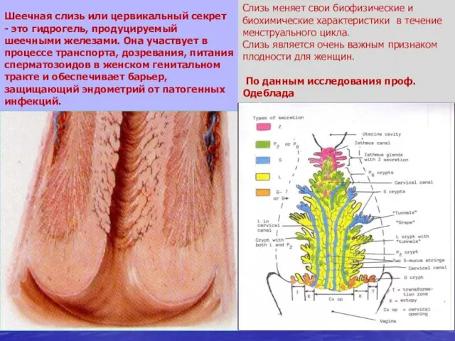 Шеечная слизь или цервикальный секрет - это гидрогель, продуцируемый шеечными железами.