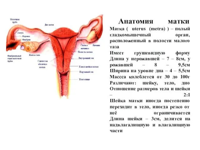 Анатомия матки Матка ( uterus (metra) ) – полый гладкомышечный орган,