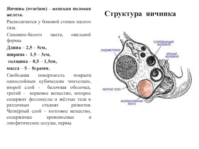 Структура яичника Яичник (ovarium) – женская половая железа. Располагается у боковой