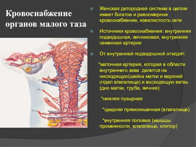 Кровоснабжение органов малого таза Женская детородная система в целом имеет богатое