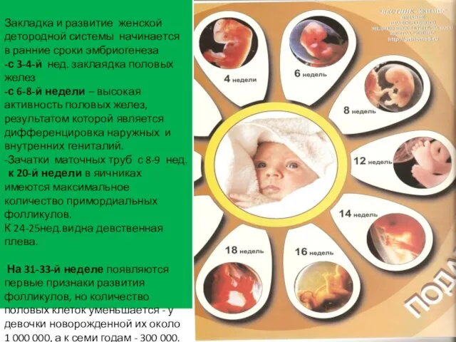 Закладка и развитие женской детородной системы начинается в ранние сроки эмбриогенеза