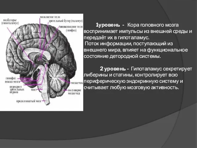 1уровень - Кора головного мозга воспринимает импульсы из внешней среды и