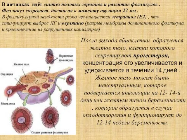 . После выхода яйцеклетки образуется желтое тело, клетки которого секретируют прогестерон,