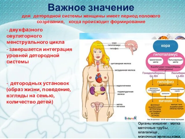 Важное значение для детородной системы женщины имеет период полового созревания, когда