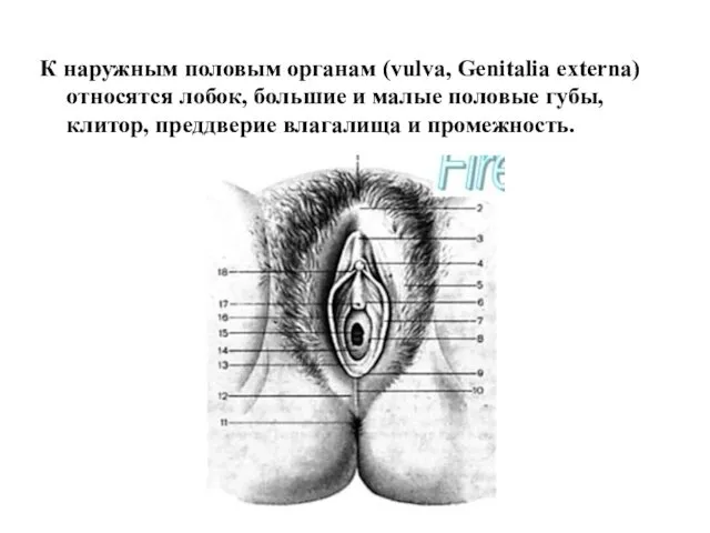 К наружным половым органам (vulva, Genitalia externa) относятся лобок, большие и