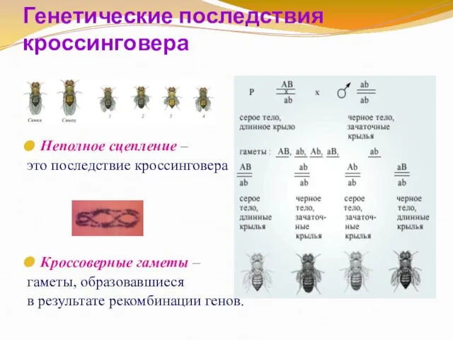 Генетические последствия кроссинговера Неполное сцепление – это последствие кроссинговера Кроссоверные гаметы