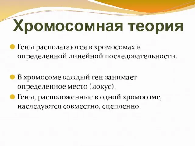 Хромосомная теория Гены располагаются в хромосомах в определенной линейной последовательности. В