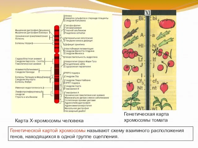 Карта X-хромосомы человека Генетическая карта хромосомы томата Генетической картой хромосомы называют