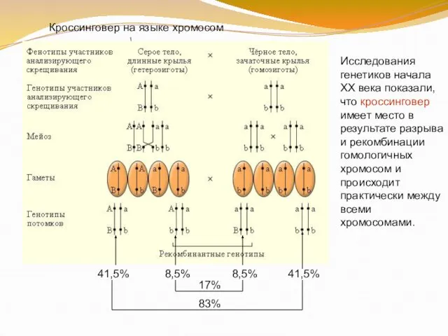 Кроссинговер на языке хромосом Исследования генетиков начала XX века показали, что