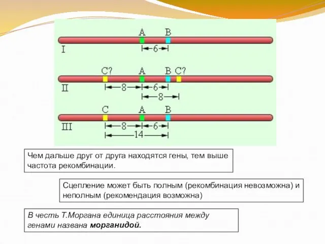 Чем дальше друг от друга находятся гены, тем выше частота рекомбинации.