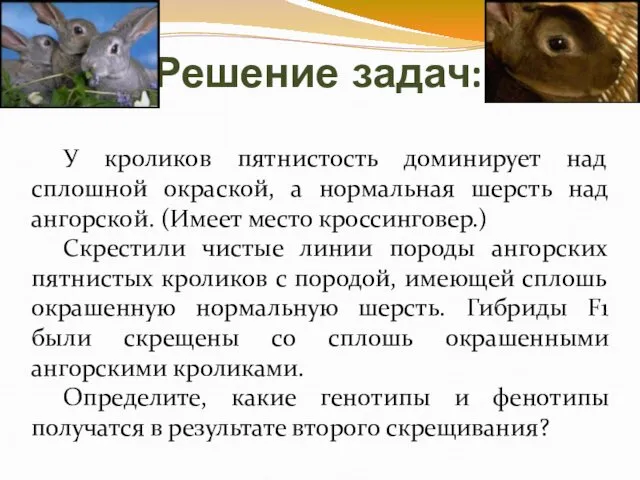 Решение задач: У кроликов пятнистость доминирует над сплошной окраской, а нормальная