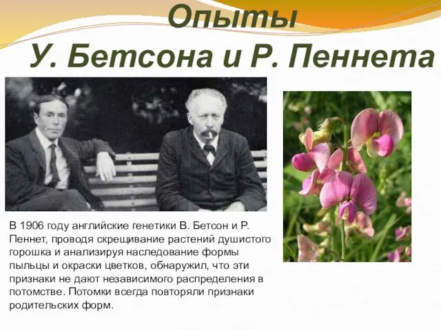 Опыты У. Бетсона и Р. Пеннета В 1906 году английские генетики