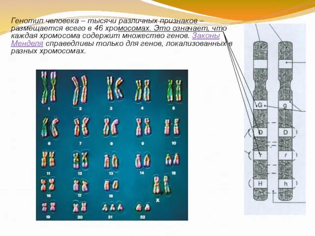 Генотип человека – тысячи различных признаков – размещается всего в 46