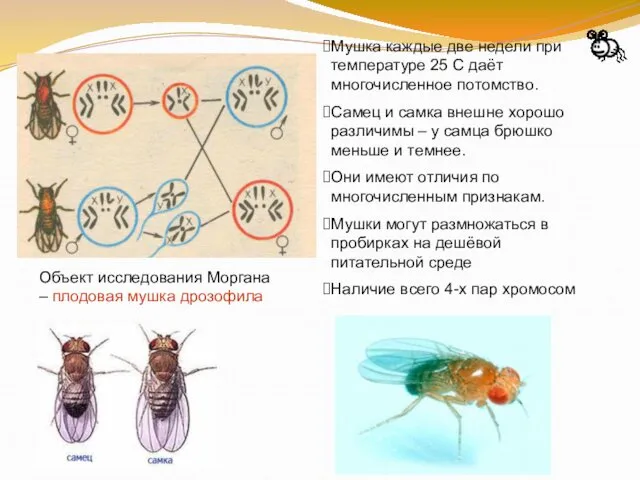 Объект исследования Моргана – плодовая мушка дрозофила Мушка каждые две недели