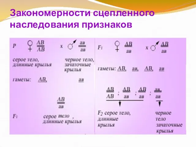 Закономерности сцепленного наследования признаков