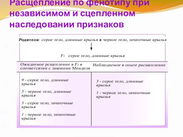 Расщепление по фенотипу при независимом и сцепленном наследовании признаков