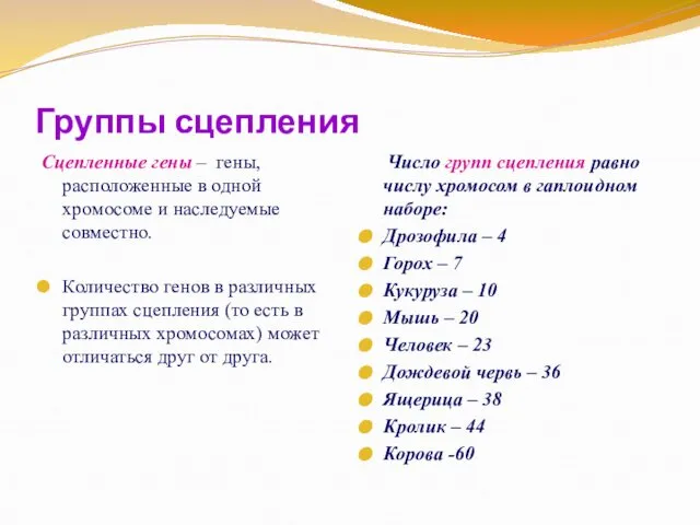 Группы сцепления Сцепленные гены – гены, расположенные в одной хромосоме и