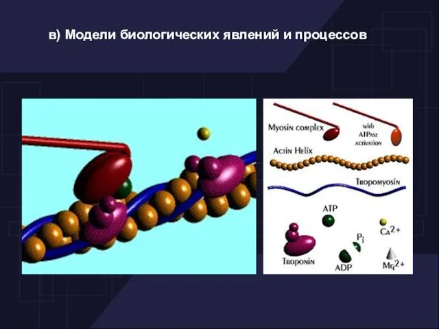 в) Модели биологических явлений и процессов