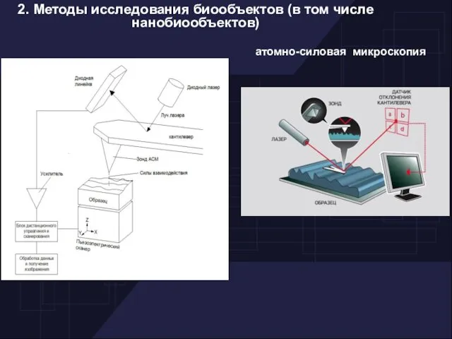 2. Методы исследования биообъектов (в том числе нанобиообъектов)‏ атомно-силовая микроскопия