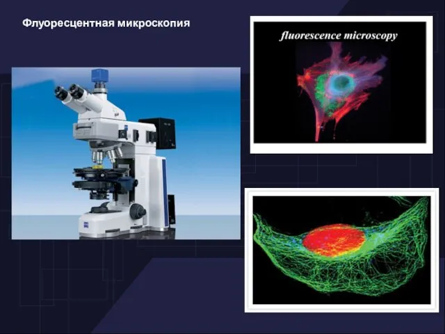 Флуоресцентная микроскопия