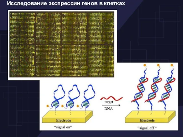 Исследование экспрессии генов в клетках