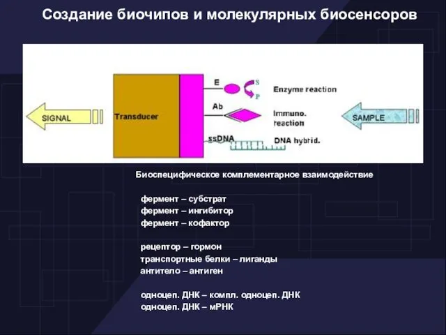 Создание биочипов и молекулярных биосенсоров Биоспецифическое комплементарное взаимодействие фермент – субстрат