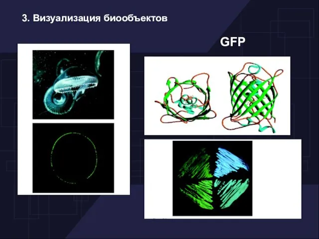 3. Визуализация биообъектов GFP