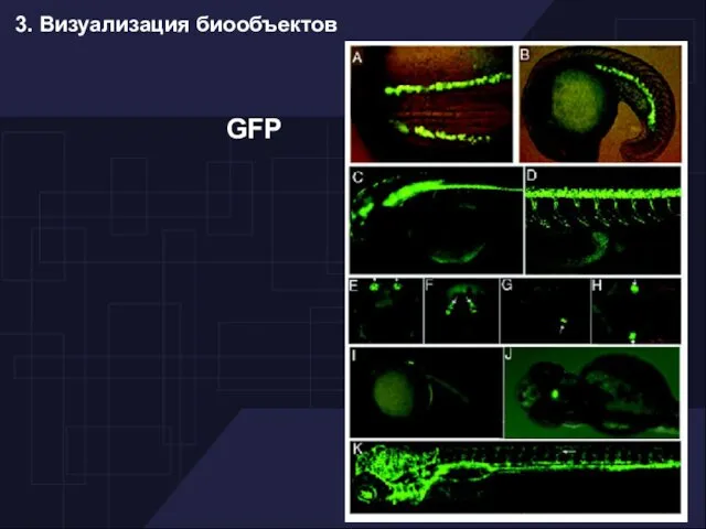 3. Визуализация биообъектов GFP