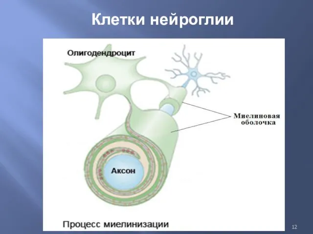 Клетки нейроглии