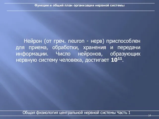 Функции и общий план организации нервной системы Общая физиология центральной нервной