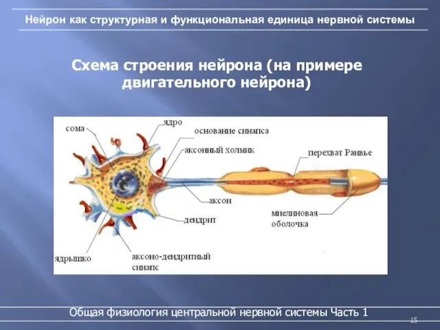 Нейрон как структурная и функциональная единица нервной системы Схема строения нейрона