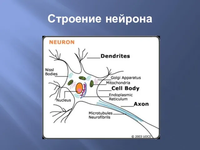 Строение нейрона