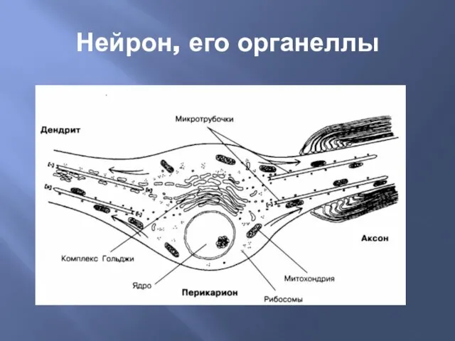 Нейрон, его органеллы