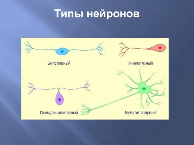 Типы нейронов