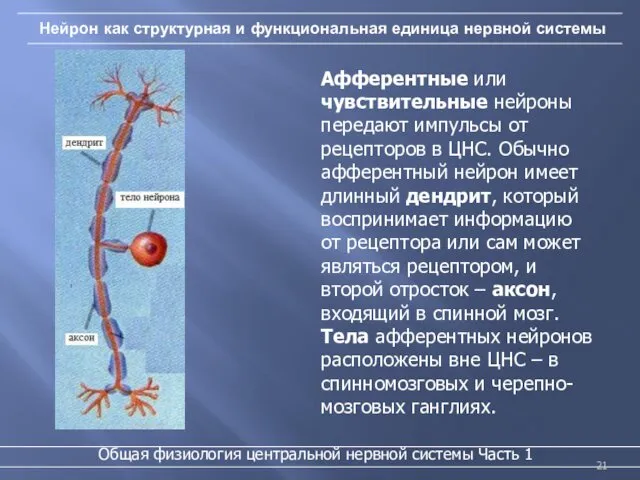 Нейрон как структурная и функциональная единица нервной системы Афферентные или чувствительные