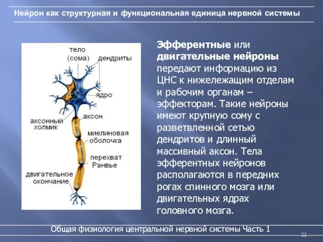 Нейрон как структурная и функциональная единица нервной системы Эфферентные или двигательные