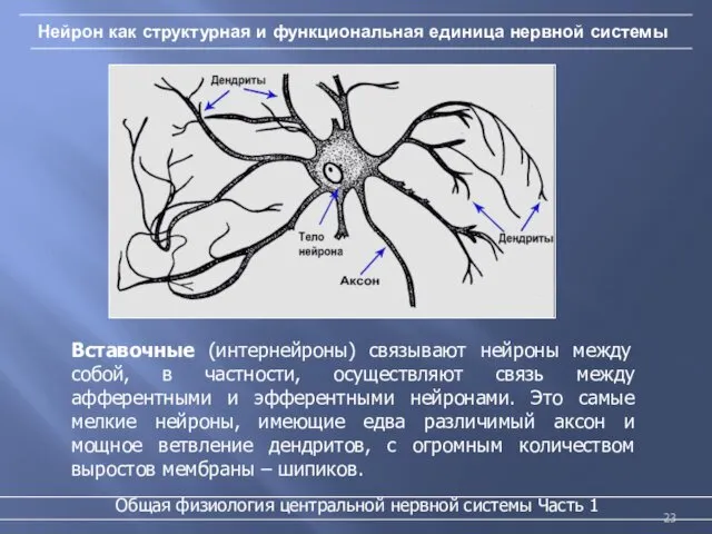 Нейрон как структурная и функциональная единица нервной системы Вставочные (интернейроны) связывают