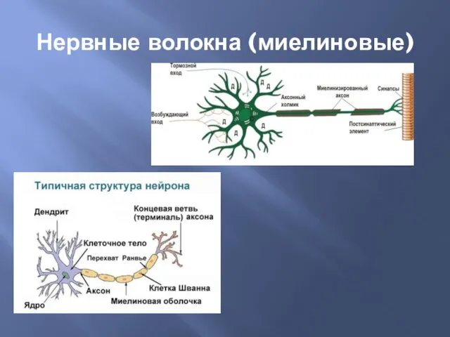 Нервные волокна (миелиновые)