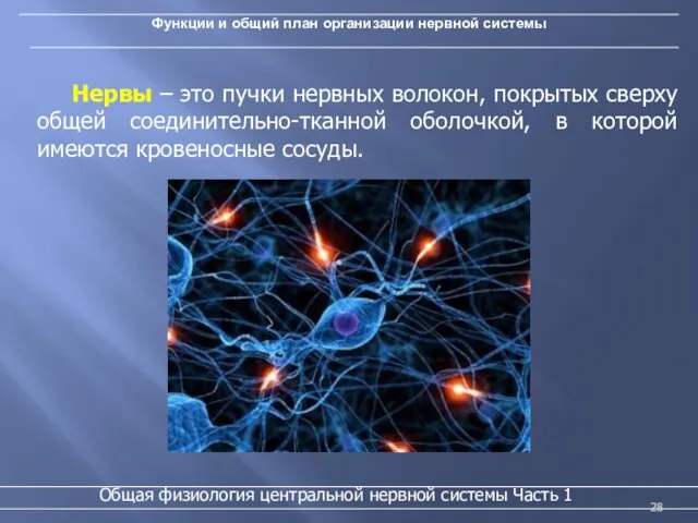 Функции и общий план организации нервной системы Общая физиология центральной нервной