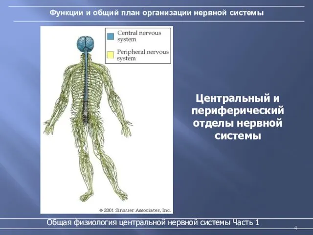 Функции и общий план организации нервной системы Общая физиология центральной нервной